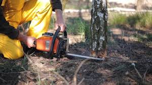 Best Tree Disease Treatment  in Hamilton City, CA